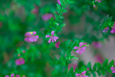 Close-up of pink flowering plant