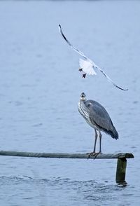 Bird perching on a lake