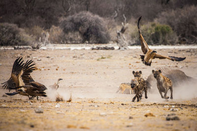 Hyenas and vultures on landscape