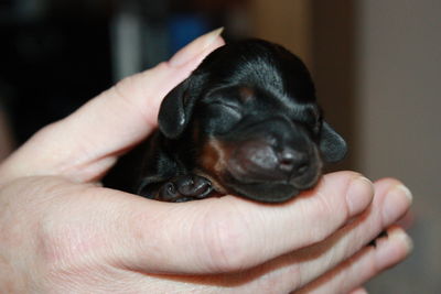 Cropped image of hand holding puppy