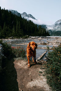 Dog standing in a lake