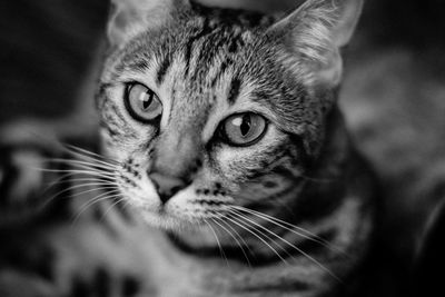 Close-up portrait of cat