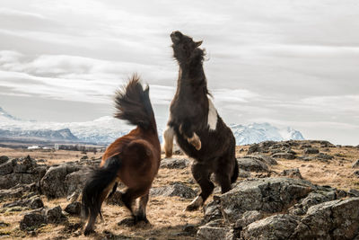 Horses standing on mountain against sky