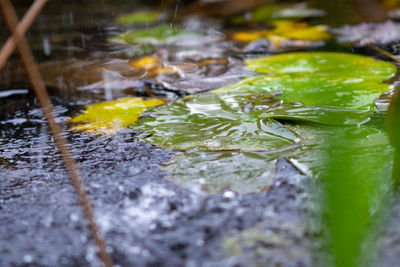 Close-up of wet leaves on plant