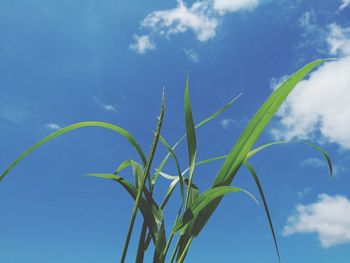 Low angle view of crops against sky