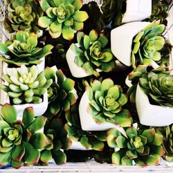 Plant growing on a wall