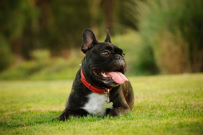 Dog at park