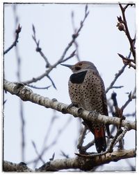 Low angle view of bird perching on tree against sky