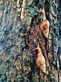 Close-up of snail on tree trunk