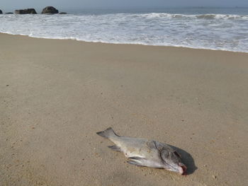 High angle view of crab on beach