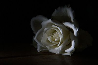 Close-up of white rose against black background