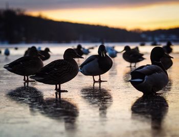 Mallard ducks on frozen lake during sunset