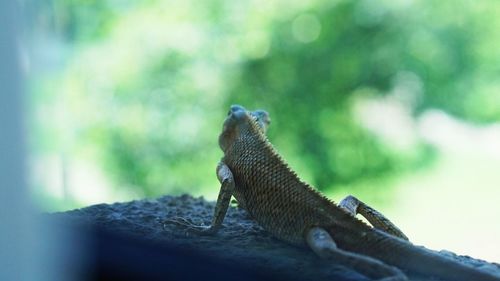 Close-up of lizard