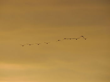 Low angle view of birds flying in sky