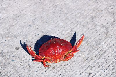 High angle view of red crab on sand