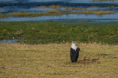 Bird in water