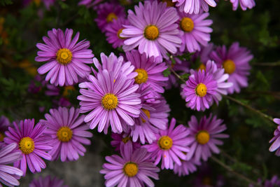 Close-up of purple flowering plants