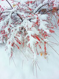 Low angle view of flowering tree during winter