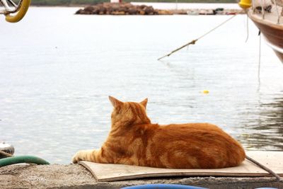 Close-up of cat relaxing by sea