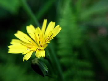 Close-up of yellow flower against blurred background