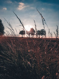 Scenic view of field against sky during sunset