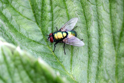 Close-up of fly on leaf