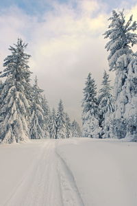 Snow covered pine trees against sky