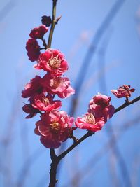 Close-up of fresh pink flowers blooming on tree against sky