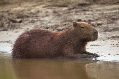 Side on portrait of capybara hydrochoerus hydrochaeris sitting on riverbank bolivia.