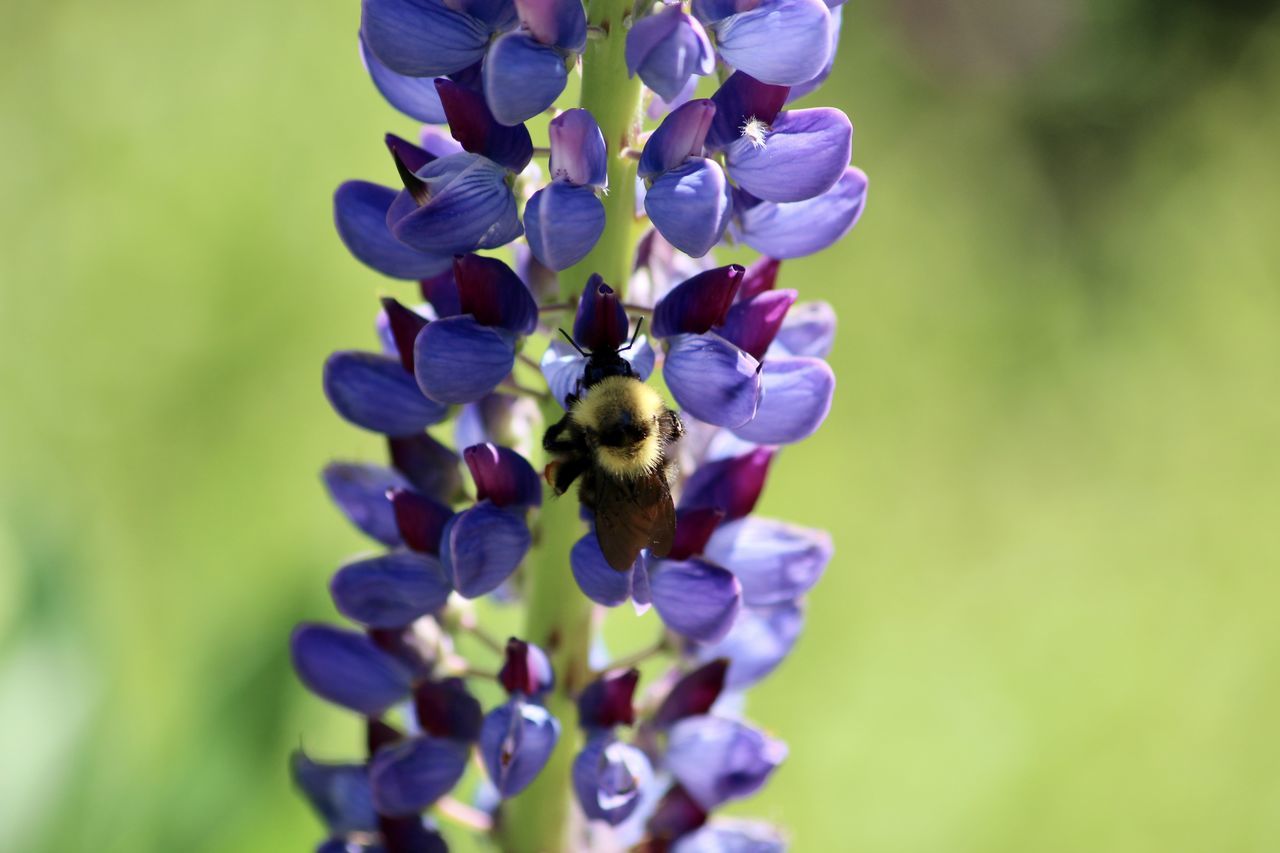 CLOSE-UP OF PURPLE POLLINATING FLOWER