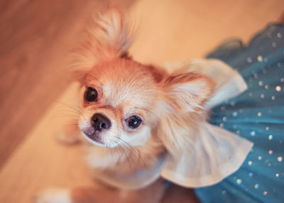 Close-up portrait of a dog