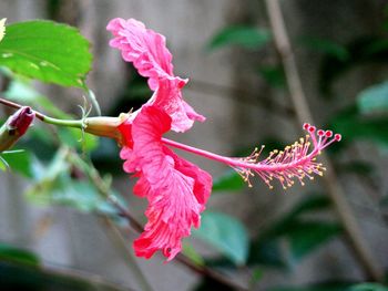 Close-up of pink flower plant