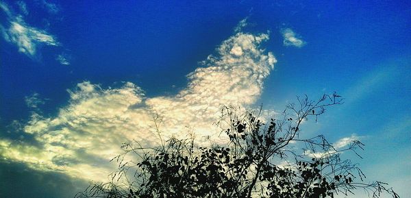 Low angle view of tree against blue sky