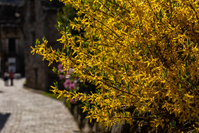 Close-up of yellow flowering plant