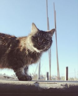 domestic cat