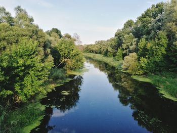 Scenic view of river amidst trees in forest against sky