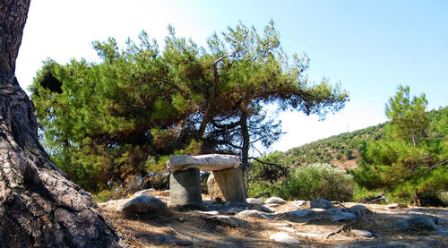 Trees on rock