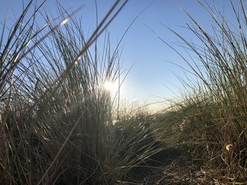 Grass growing on field against clear sky at sunset