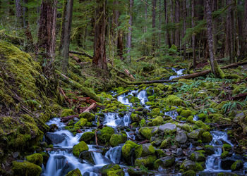 Scenic view of waterfall in forest