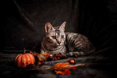 Cat lying on leaves