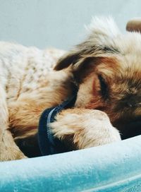 Close-up of dog relaxing