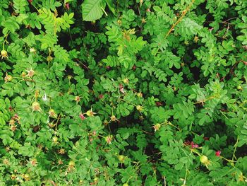 High angle view of plants growing on field