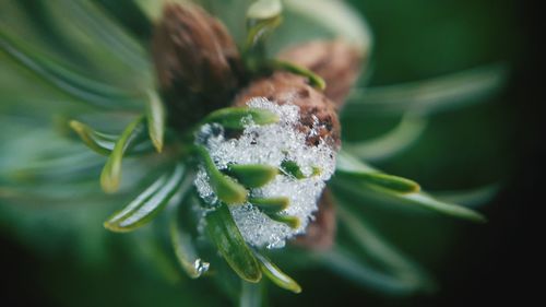 Close up of plant