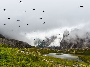 Low angle view of birds flying against sky