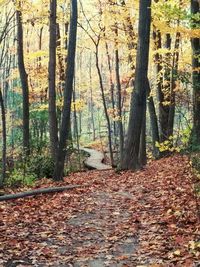 Footpath in forest