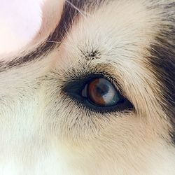 Close-up of dog eye