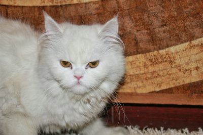 Close-up portrait of cat