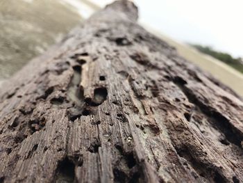 Close-up of wood on beach