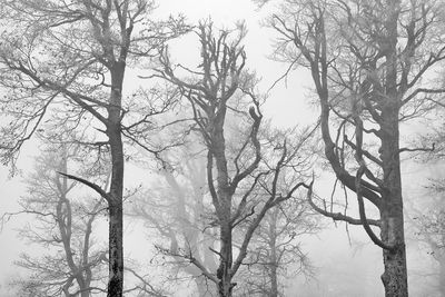 Bare trees in foggy weather