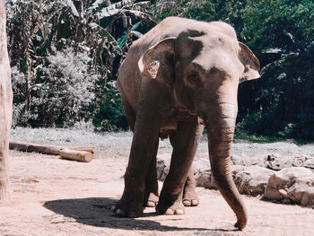 Elephant standing in zoo